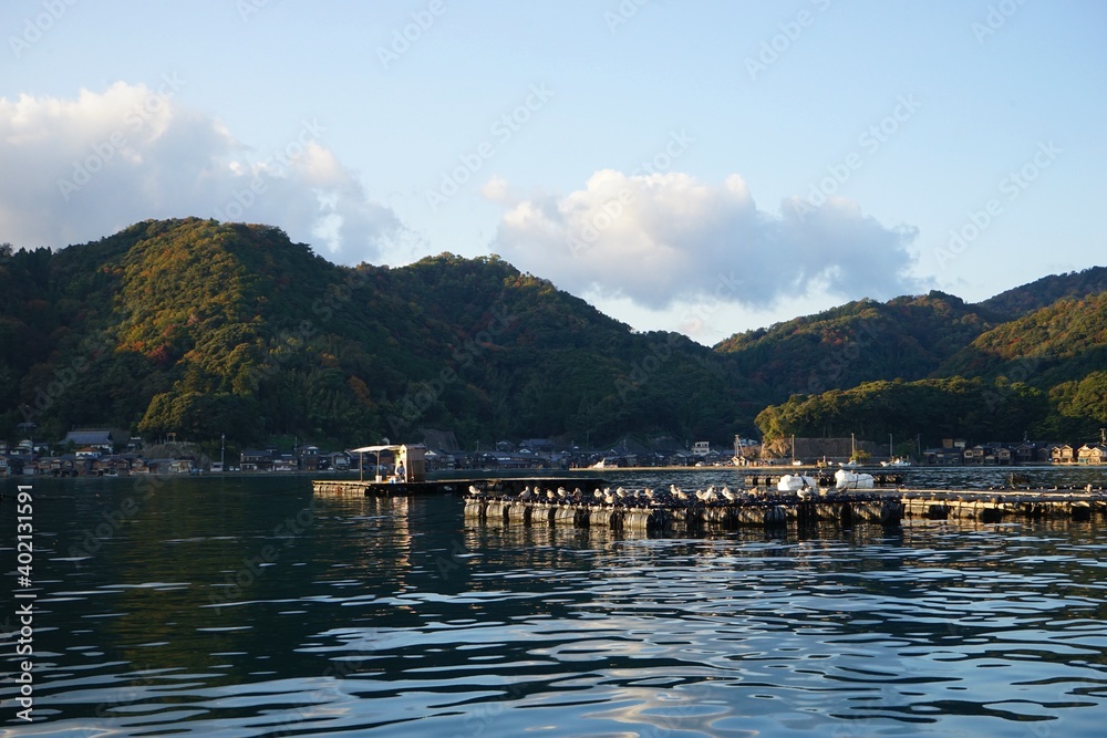 Flock of Black-Tailed Gull perched on float at Funaya, boat houses, at Ine bay in Autumn , Ine city, Kyoto, Japan n - 京都 伊根の舟屋 海猫 秋の景色