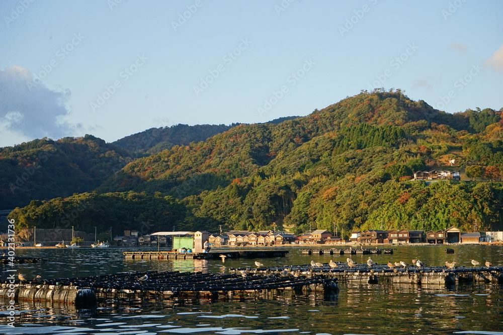 Flock of Black-Tailed Gull perched on float at Funaya, boat houses, at Ine bay in Autumn , Ine city, Kyoto, Japann - 京都 伊根の舟屋 海猫 秋の景色