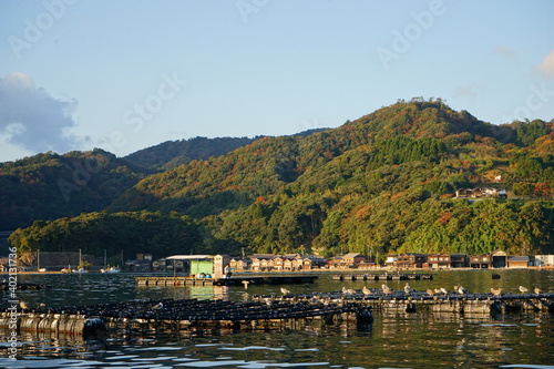 Flock of Black-Tailed Gull perched on float at Funaya, boat houses, at Ine bay in Autumn , Ine city, Kyoto, Japann - 京都 伊根の舟屋 海猫 秋の景色 photo