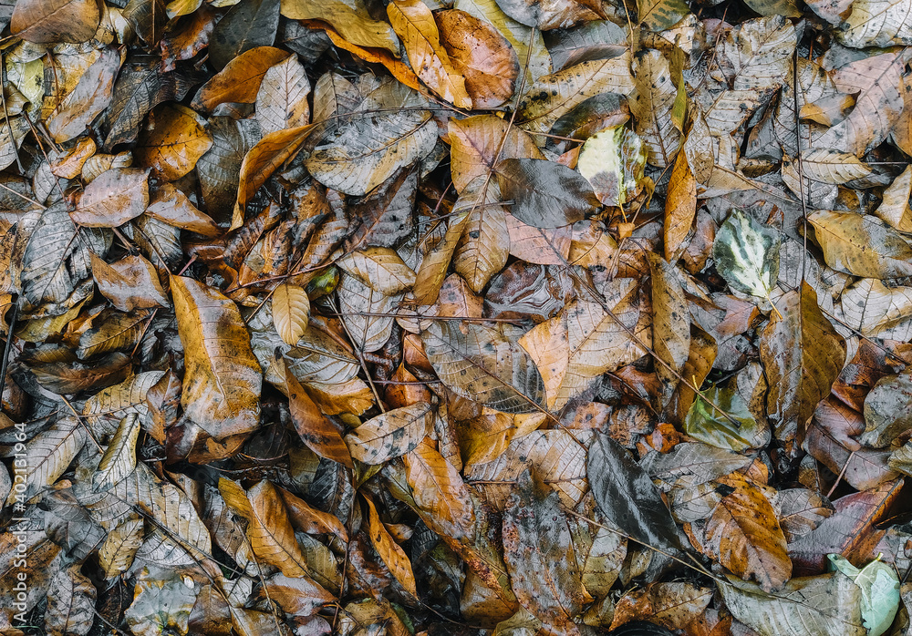 The texture of wet autumn brown walnut leaves after rain. Deadwood, top view.