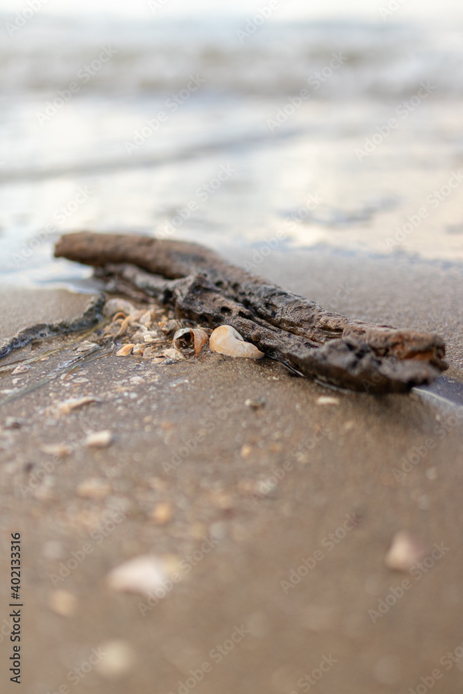 Fototapeta premium Sea shell