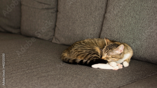 The cat sleeps on the gray sofa