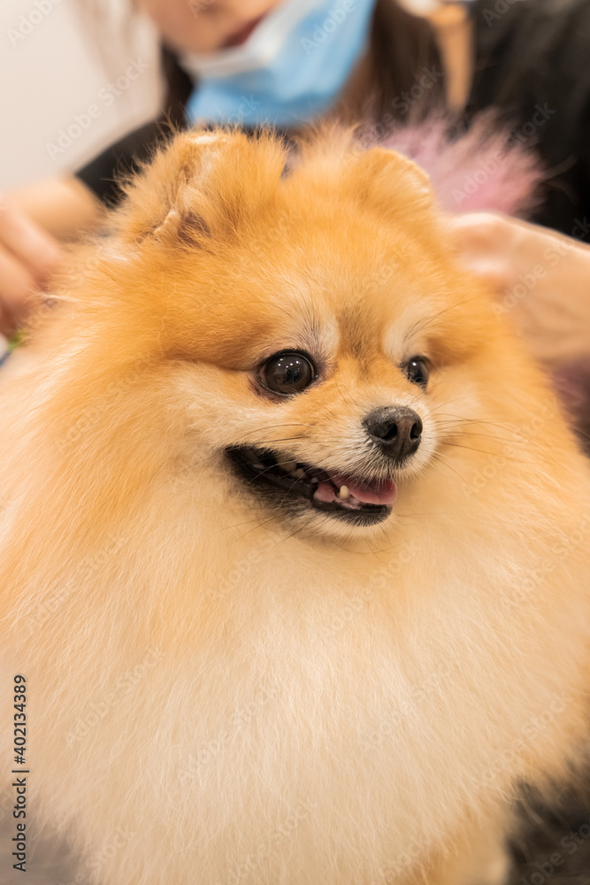 Pomeranian Spitz in grooming salon domestic dog happy smiling animal with soft orange wool vertical picture