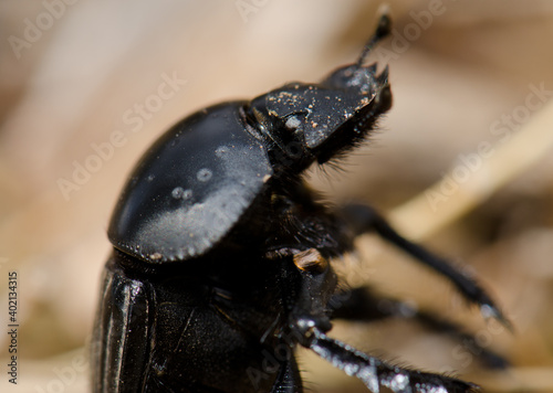 Earth-boring dung beetle Scarabaeus laticollis. Monfrague National Park. Caceres. Extremadura. Spain. photo