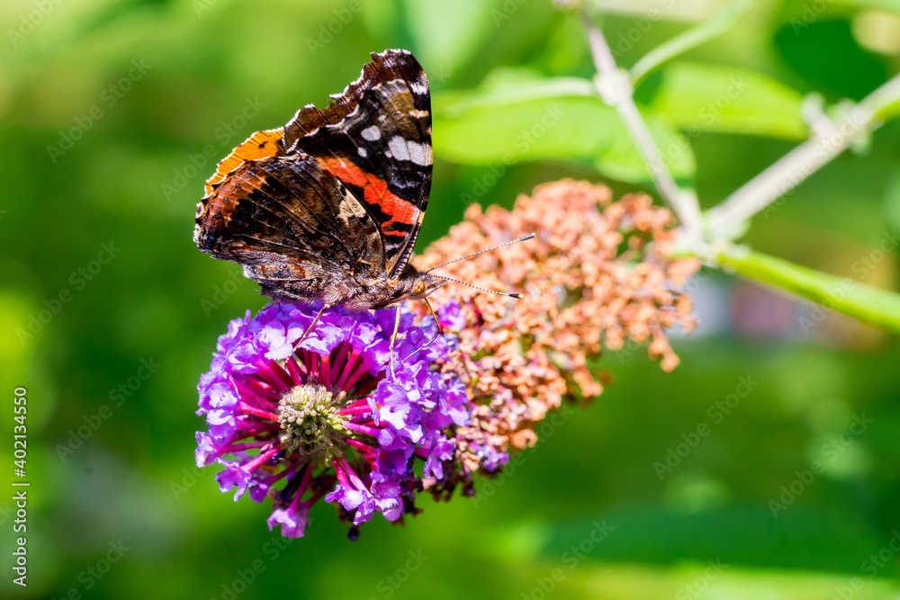 Closeup of a Red Admiral butterfly (Vanessa atalanta) on summer lilac blossoms (Buddleja davidii) Closeup of a Red Admiral butterfly (Vanessa atalanta) on summer lilac blossoms (Buddleja davidii)