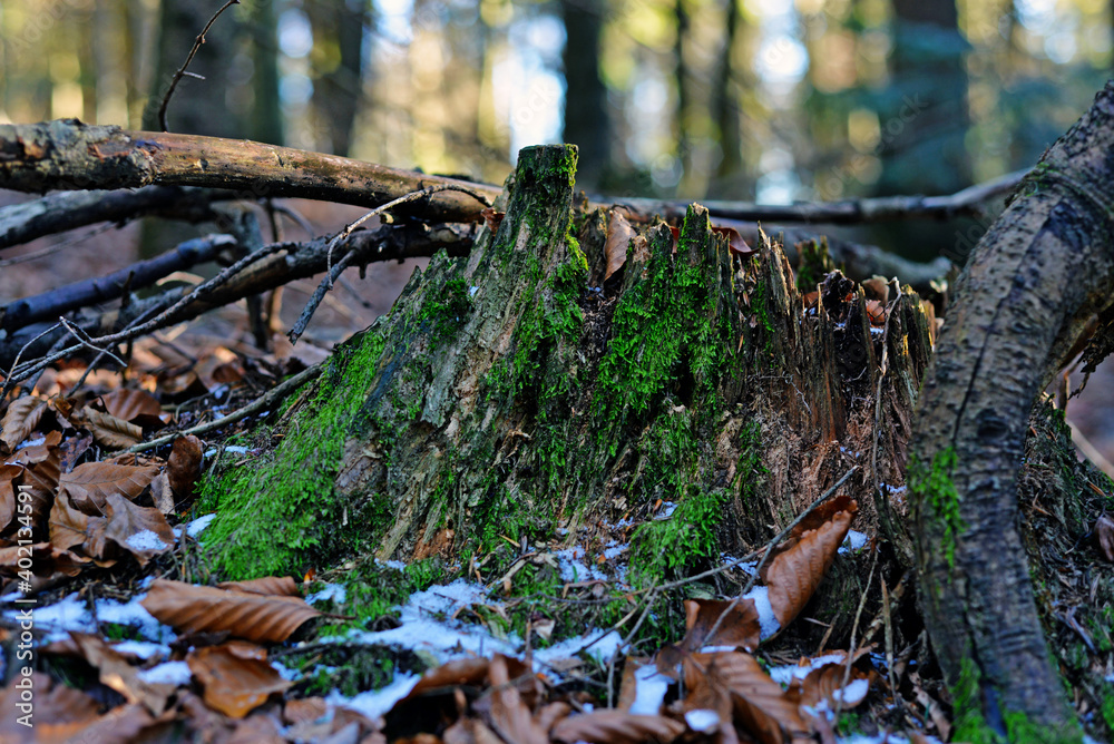 Obraz premium stump in the forest