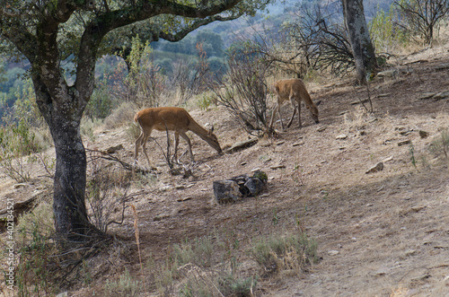 Spanish red deers Cervus elaphus hispanicus searching for food. Female and its cub. Monfrague National Park. Caceres. Extremadura. Spain.