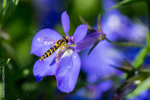 Closeup of a long Hoverfly (prob. Sphaerophoria scripta) on blue garden lobelia flowers