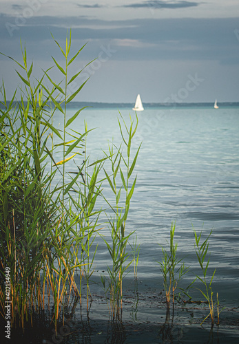 Sailboat with reed at lake ...