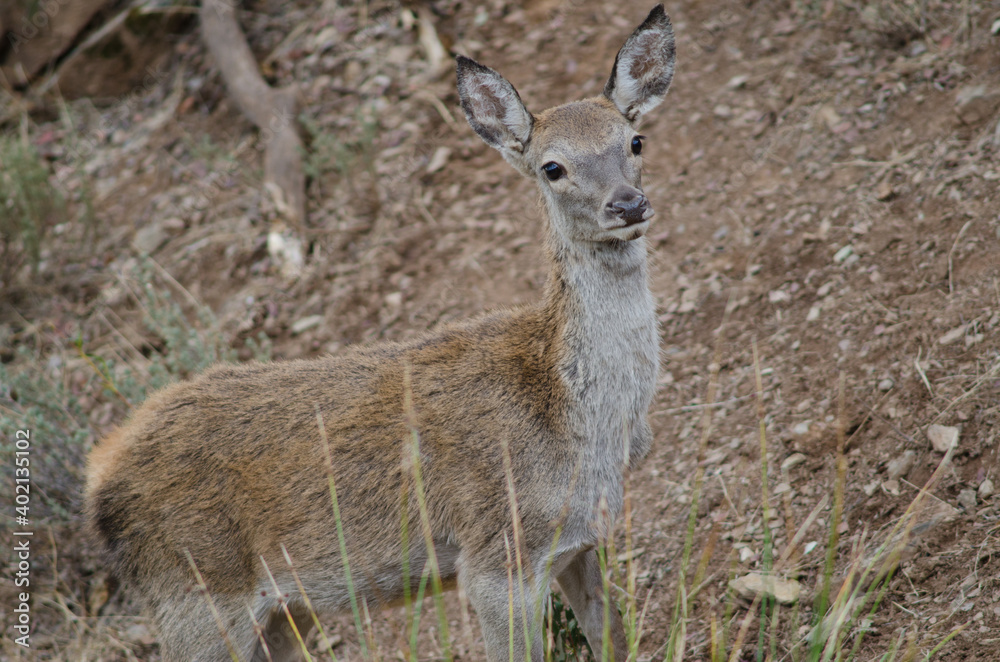 Young Spanish red deer Cervus elaphus hispanicus. Monfrague National Park. Caceres. Extremadura. Spain. Young Spanish red deer Cervus elaphus hispanicus. Monfrague National Park. Caceres. Extremadura. Spain.