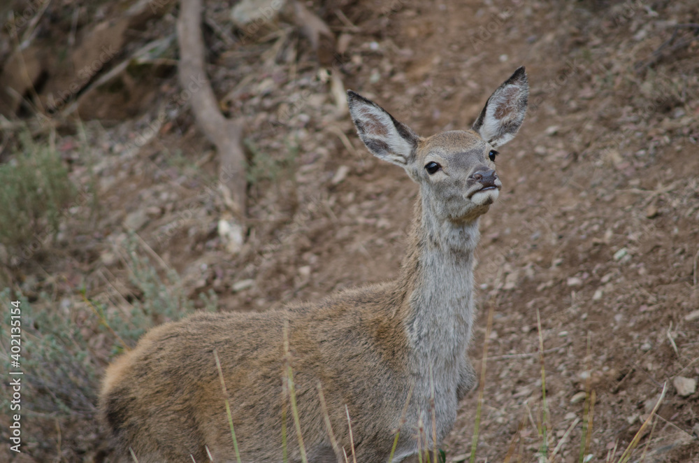 Young Spanish red deer Cervus elaphus hispanicus smelling. Monfrague National Park. Caceres. Extremadura. Spain.