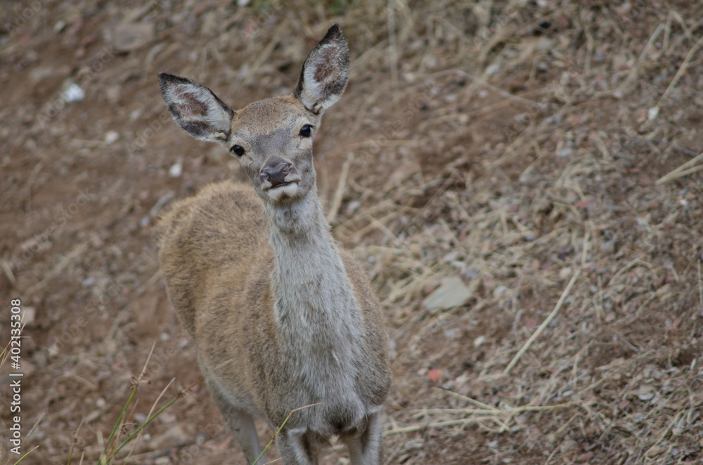 Young Spanish red deer Cervus elaphus hispanicus. Monfrague National Park. Caceres. Extremadura. Spain.