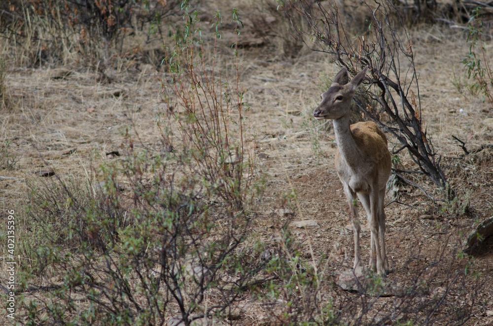 Female Iberian red deer Cervus elaphus hispanicus. Monfrague National Park. Caceres. Extremadura. Spain.