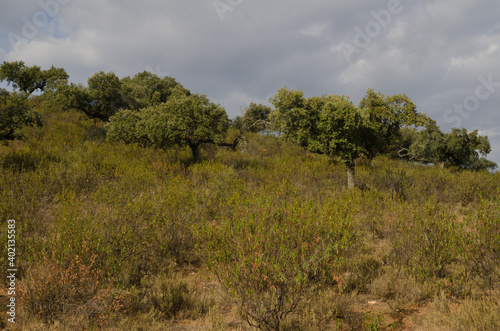 Forest of evergreen oaks Quercus ilex rotundifolia. Monfrague National Park. Caceres. Extremadura. Spain.
