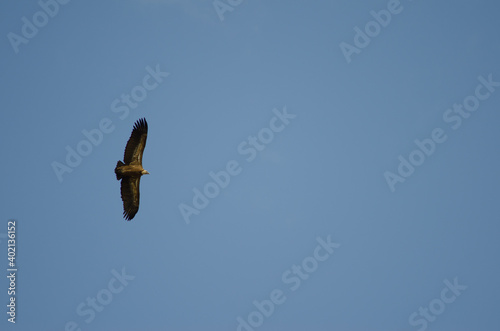 Griffon vulture Gyps fulvus gliding. Salto del Gitano. Monfrague National Park. Caceres. Extremadura. Spain. photo