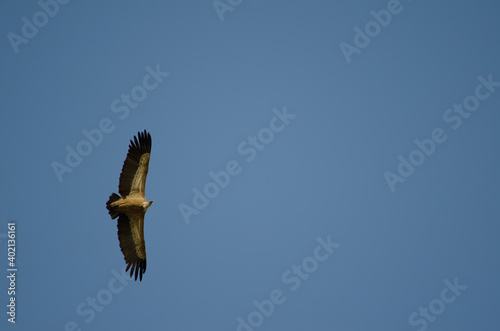Griffon vulture Gyps fulvus gliding. Salto del Gitano. Monfrague National Park. Caceres. Extremadura. Spain.