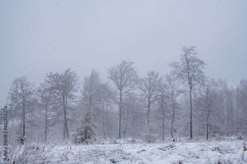 snow covered trees snow covered trees