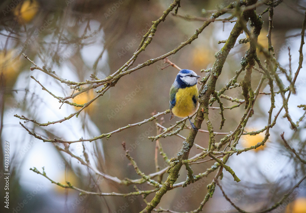 Obraz premium Eurasian blue tit on a branch at the winter time season