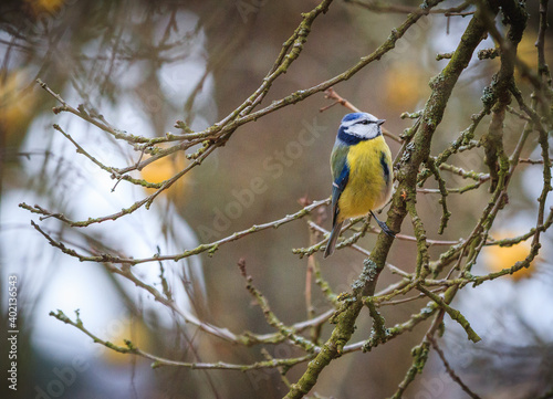Eurasian blue tit on a branch at the winter time season