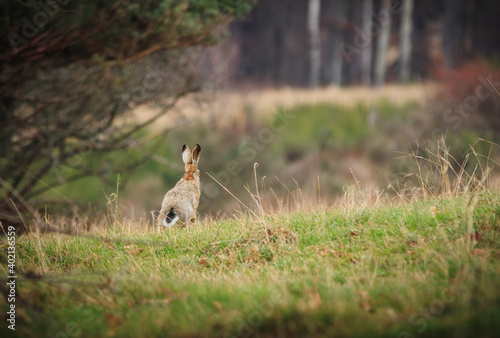 European hare (Lepus europaeus) in sprint on grass photo