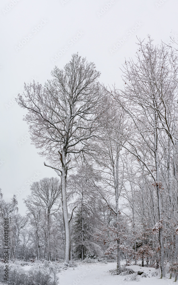 trees in snow