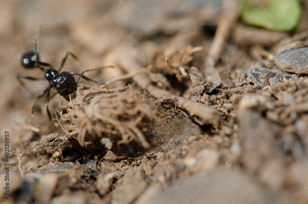 Ant carrying plant remains in the Monfrague National Park. Caceres. Extremadura. Spain. Ant carrying plant remains in the Monfrague National Park. Caceres. Extremadura. Spain.