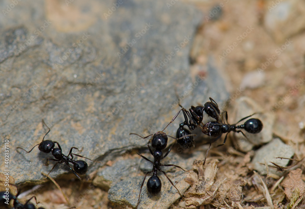 Ants in the Monfrague National Park. Caceres. Extremadura. Spain.