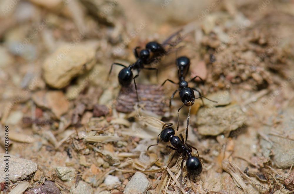 Ant biting one leg to another one. Monfrague National Park. Caceres. Extremadura. Spain.