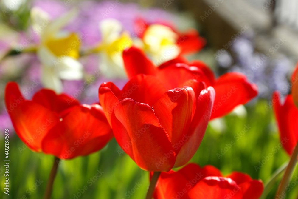 Red tulips in the garden Red tulips in the garden