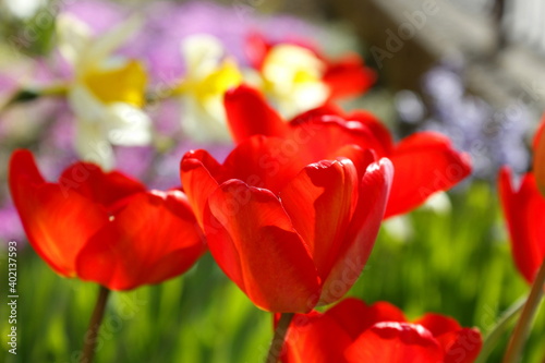 Red tulips in the garden