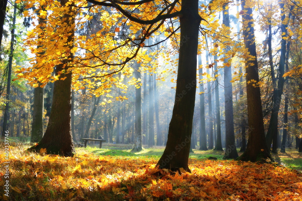 Autumn forest with the sun rays