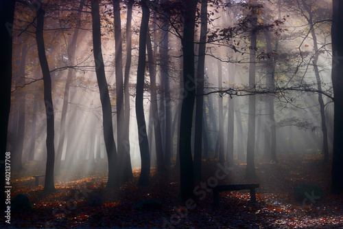 Autumn forest with the sun rays