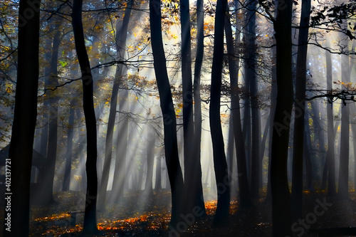 Autumn forest with the sun rays