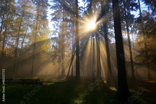 Autumn forest with the sun rays