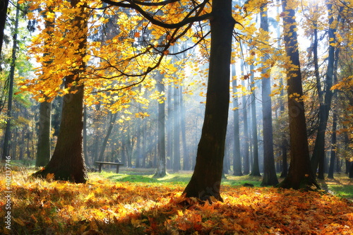 Autumn forest with the sun rays © Miro