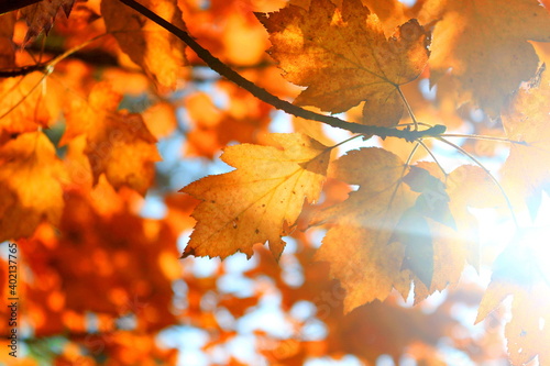Autumn leaves