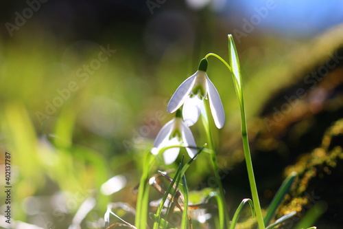 Wildlife Snowdrop flowers