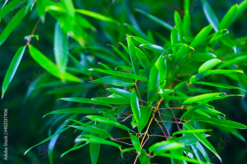 Green bamboo leaves