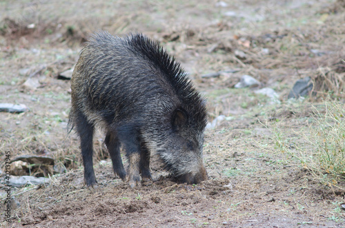 Wild boar Sus scrofa rooting in the earth. Huerto del Almez. Villareal de San Carlos. Monfrague National Park. Caceres. Extremadura. Spain.