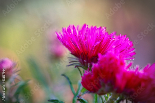 Purple flowers on a blurred background