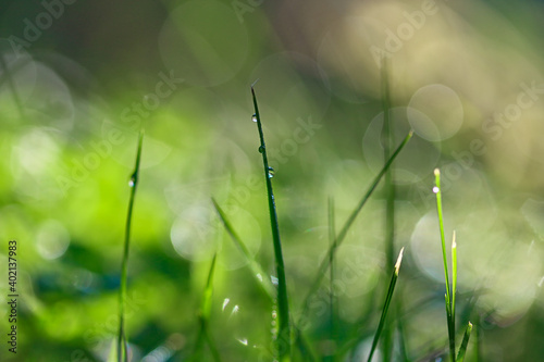 Wet grass leaves in front of blurred bokeh background