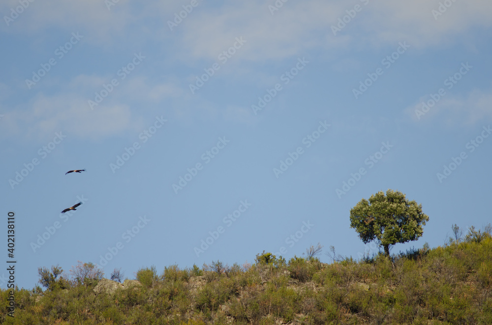 Griffon vultures Gyps fulvus gliding and evergreen oak Quercus ilex rotundifolia. Monfrague National Park. Caceres. Extremadura. Spain. Griffon vultures Gyps fulvus gliding and evergreen oak Quercus ilex rotundifolia. Monfrague National Park. Caceres. Extremadura. Spain.