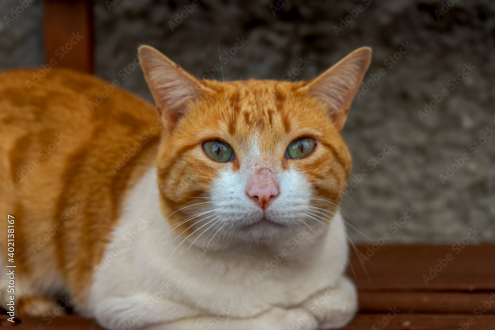 bonito gato de color anaranjado con la mirada fija