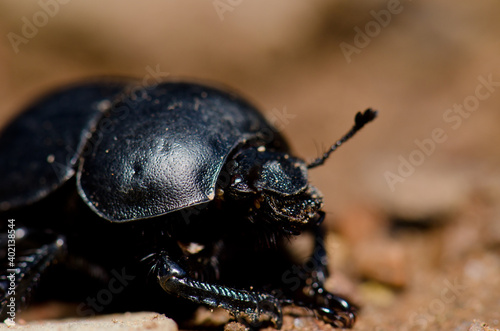 Scarab in the Monfrague National Park. Caceres. Extremadura. Spain. © Víctor