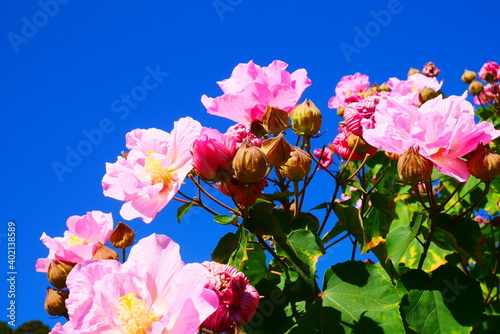 青空と芙蓉（Cotton rosemallow） photo