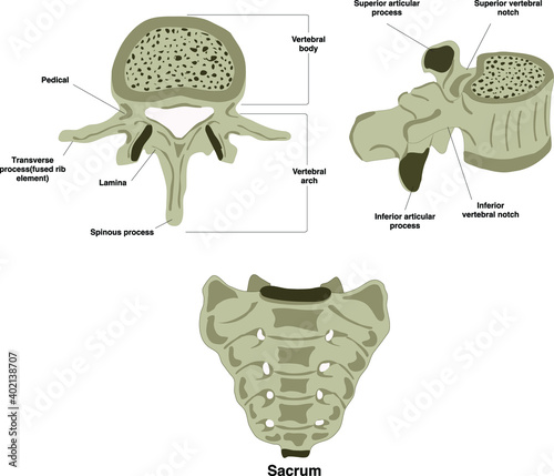 vertebral bones of thoracic cervical lumbar top and side view with sacrum which has pedicle vertebral body lamina spinous process superior and inferior vertebral notch and articular process