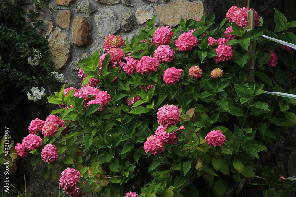 Hortensias al lado de una pared.