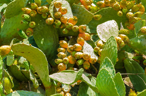 Devil's tongue with devil's fruits photo