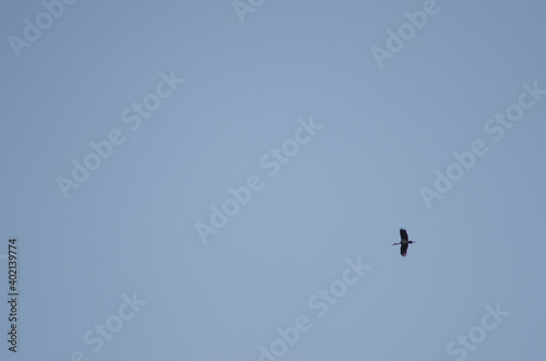 Black stork Ciconia nigra in flight. La Herguijuela farm. Toril. Caceres. Extremadura. Spain.