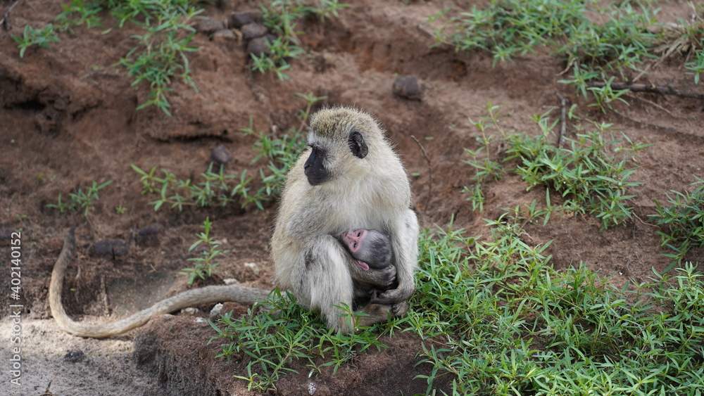 Obraz premium Monkey mom baby